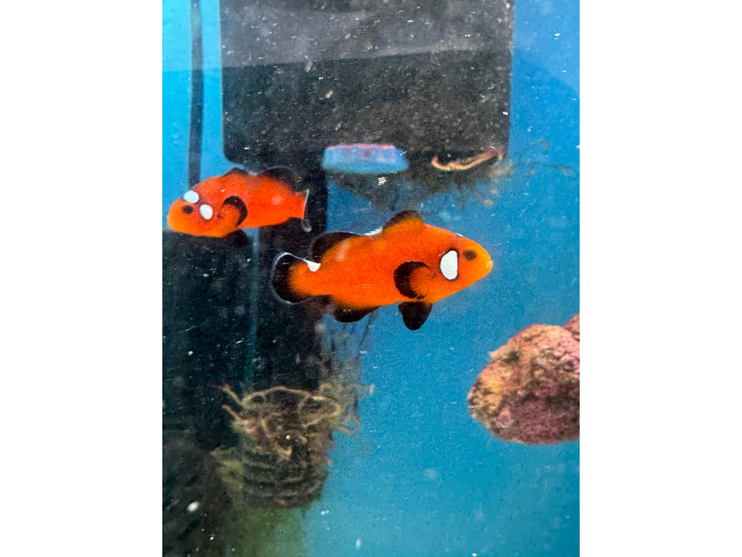 Orange Domino Clownfish