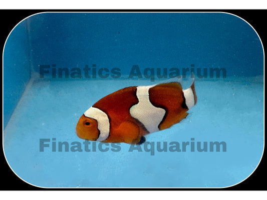Picasso  Clownfish Saltwater Live fish WYSWYG T72-1