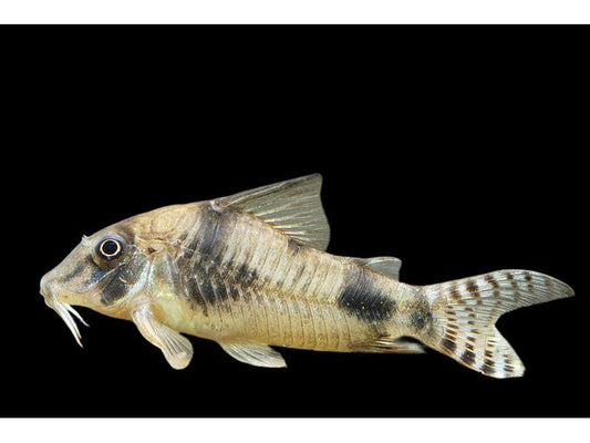 One Long-nose Reynolds Corydora Catfish T2324