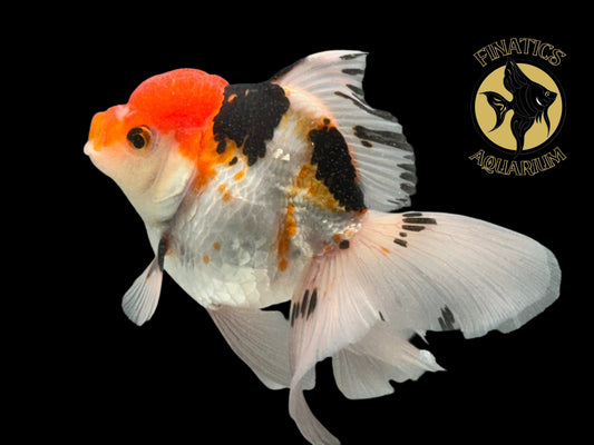 R2114 Thai Oranda Goldfish WYSWYG  (Item #R2114) Approx 4-5”