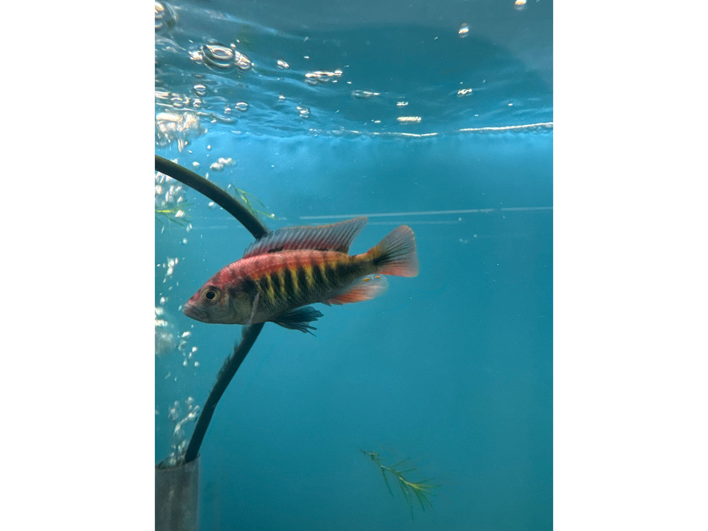 Nyereri Cichlid Approx 2-3" T225