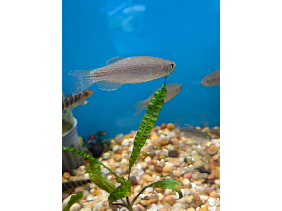 Dangila Danio T99 Approx 2.5-3"