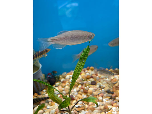Dangila Danio T99 Approx 2.5-3"