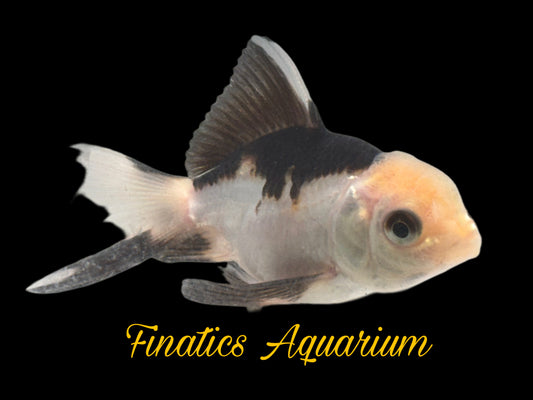 R2302 Oranda Goldfish WYSWYG  Approx 2” (Copy)