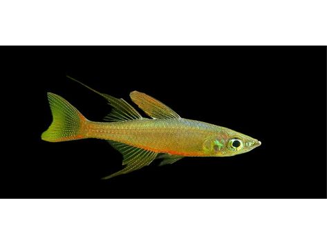 One Featherfin Rainbowfish