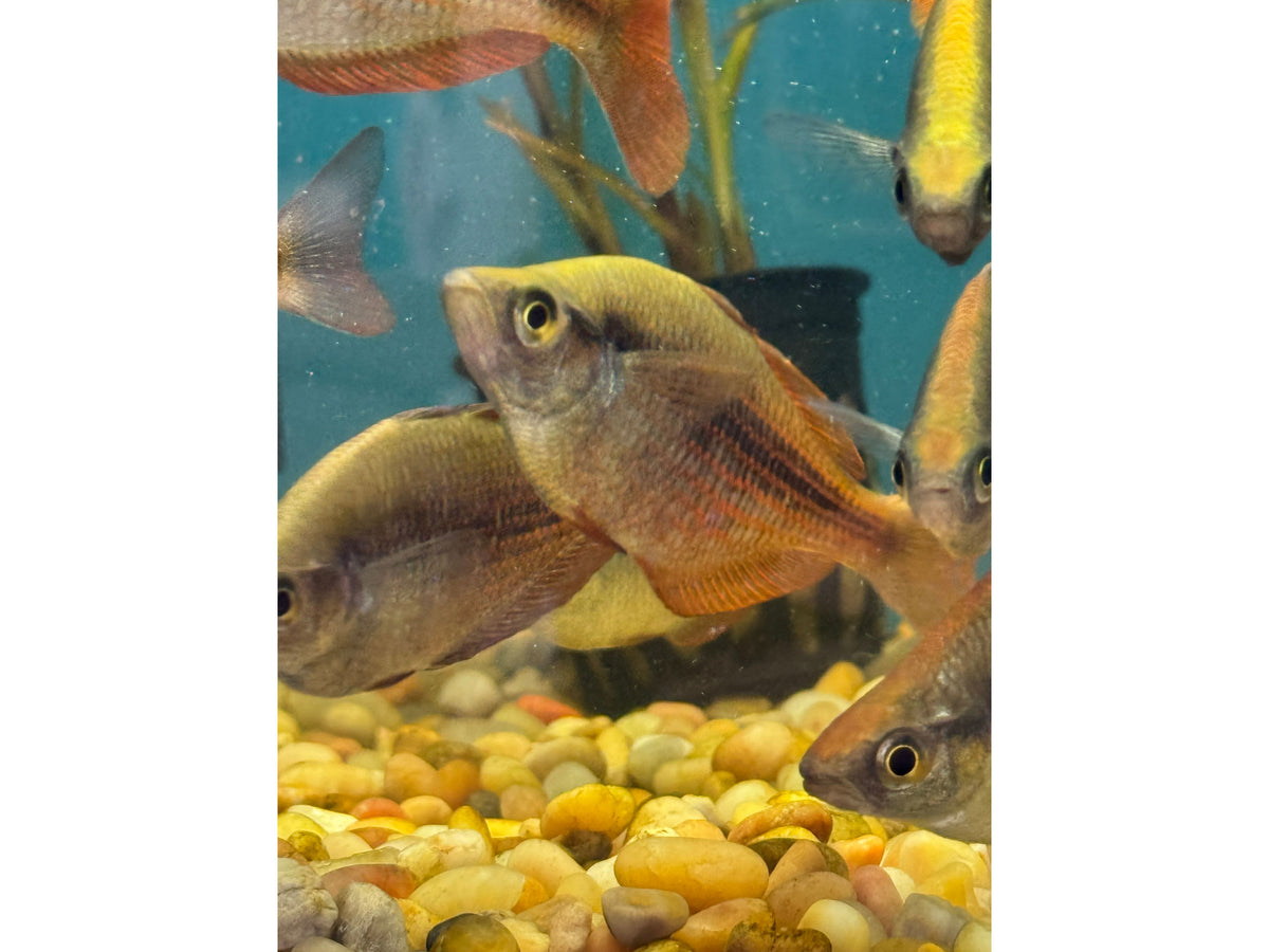 North New Guinea Rainbowfish