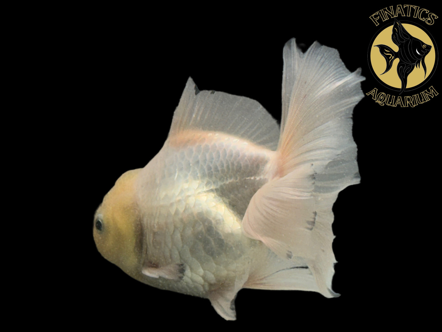 R2115 Thai Oranda Goldfish WYSWYG  (Item #R2115) Approx 4-5”