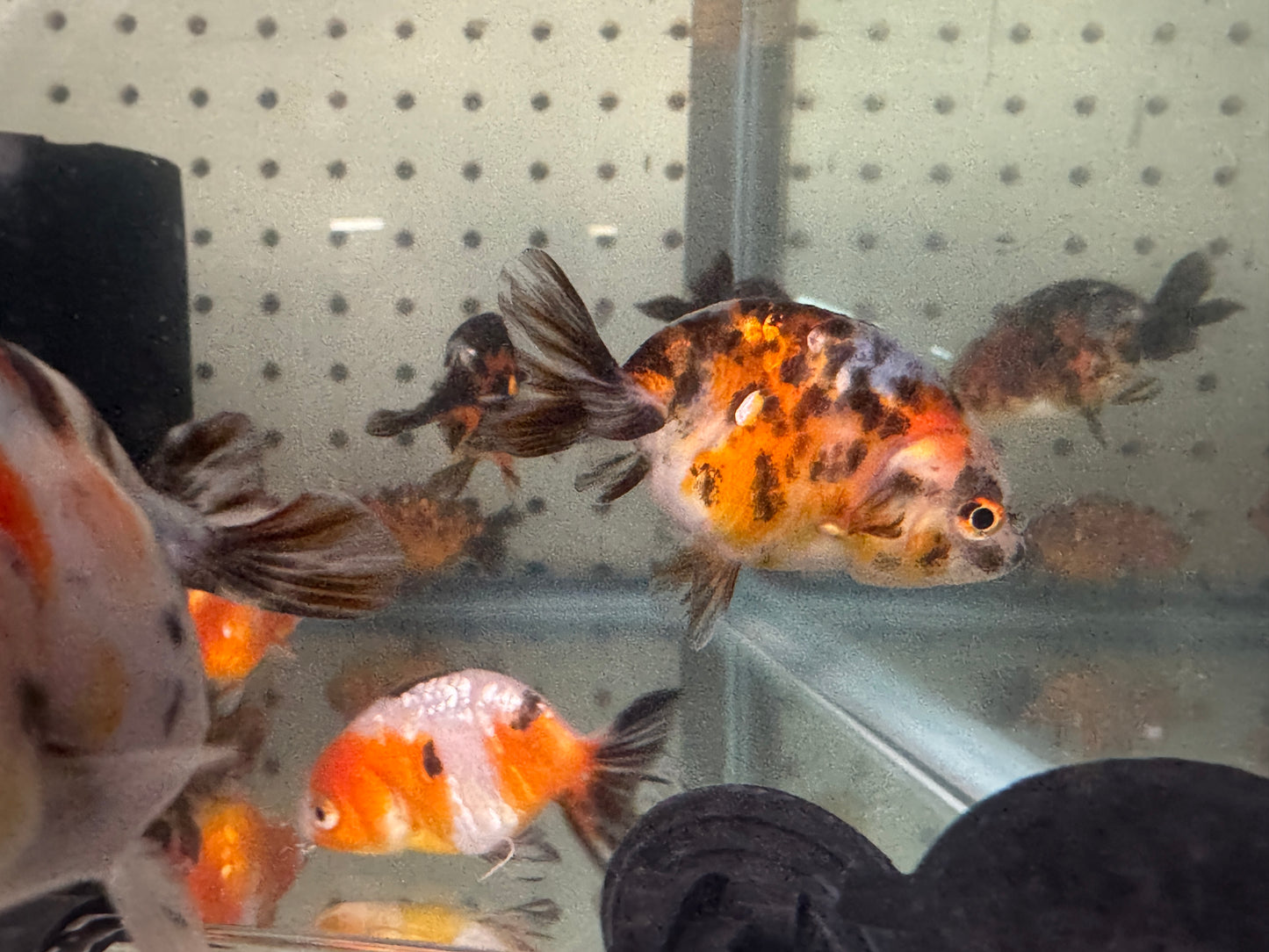 One Calico Ranchu Goldfish Approx 2-3"