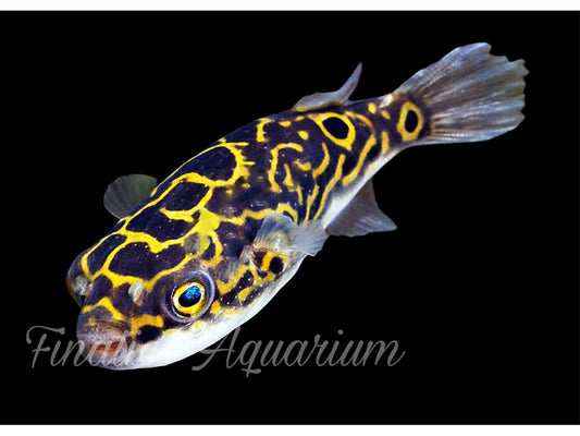 One Figure 8 Freshwater Pufferfish