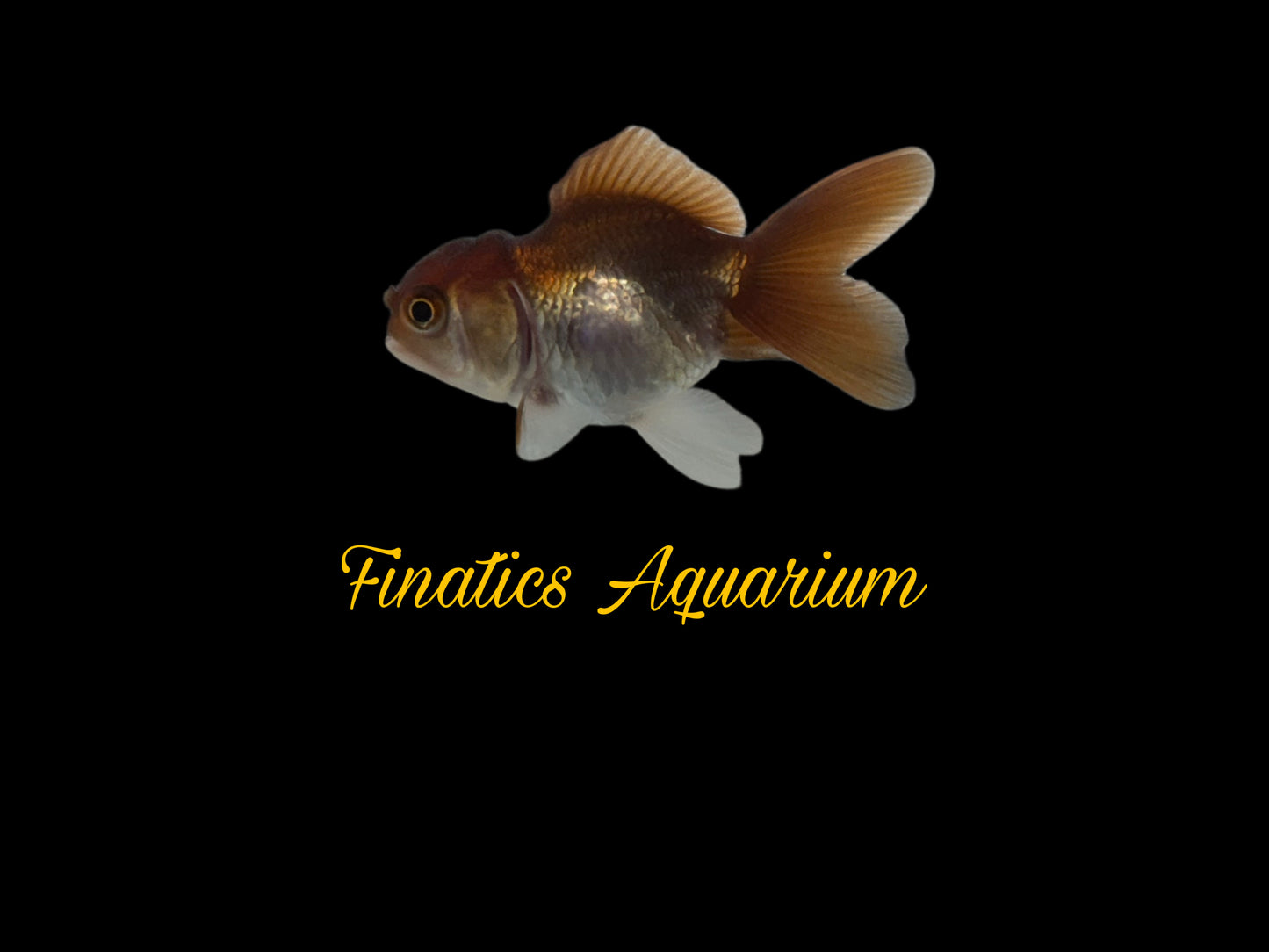 One Oranda Goldfish Approx 2-3”  WYSWYG  r1025