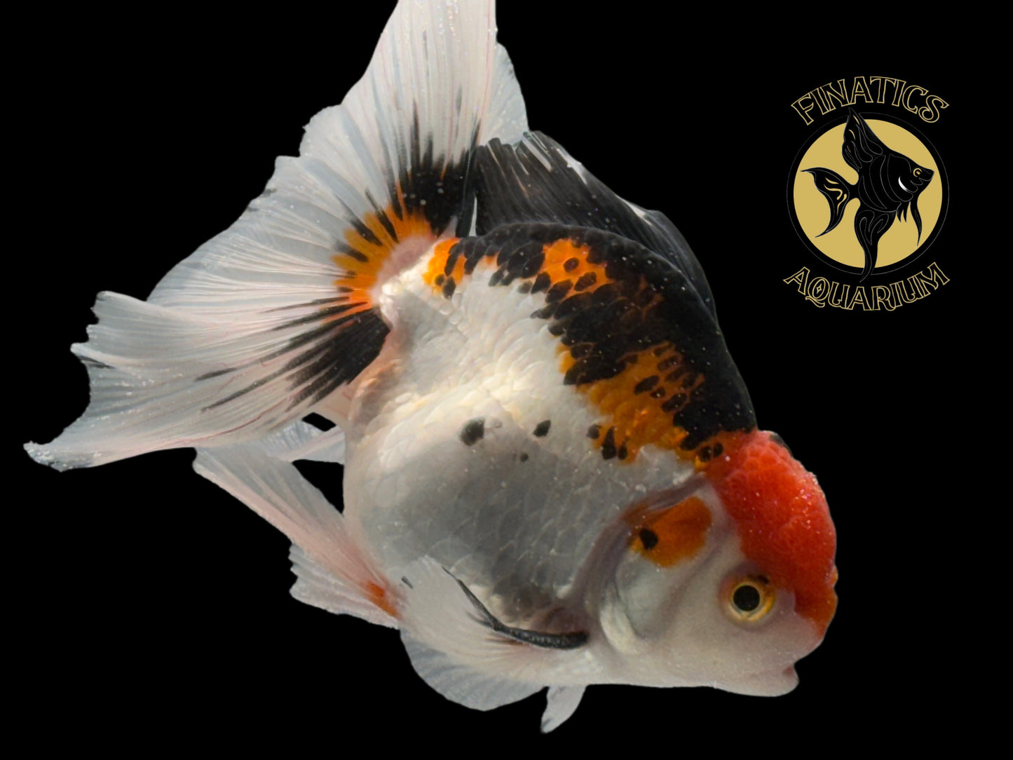 R2111 Thai Oranda Goldfish WYSWYG  (Item #R2111) Approx 4-5”