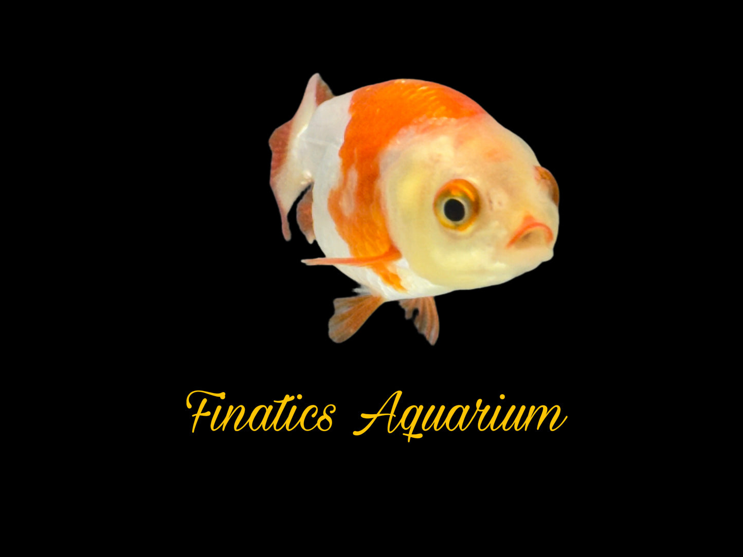 One Lion Head Ranchu Goldfish Approx 2”  WYSWYG  r2040