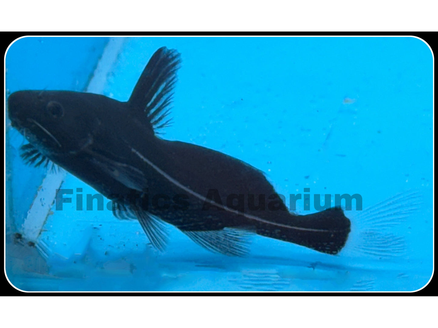 One Black Lancer Catfish