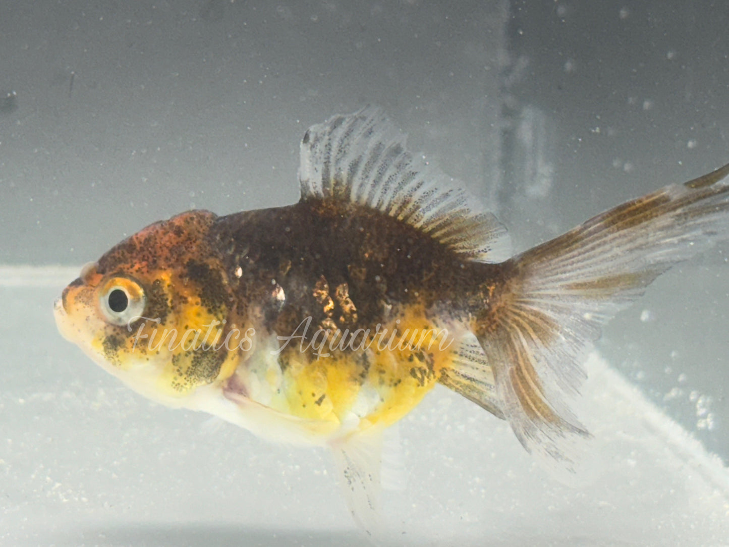 R1049 Oranda Goldfish WYSWYG (Item #1049)