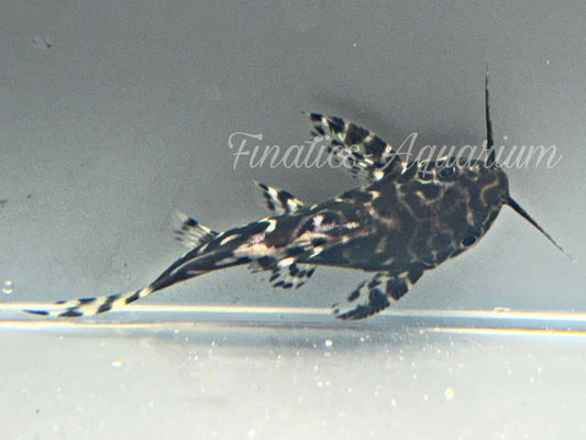 One Hybrid Angelicus  Synodontis (T94)