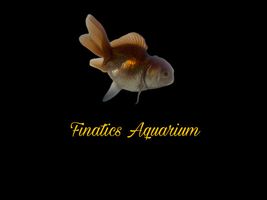 One Oranda Goldfish Approx 2-3”  WYSWYG  r1025