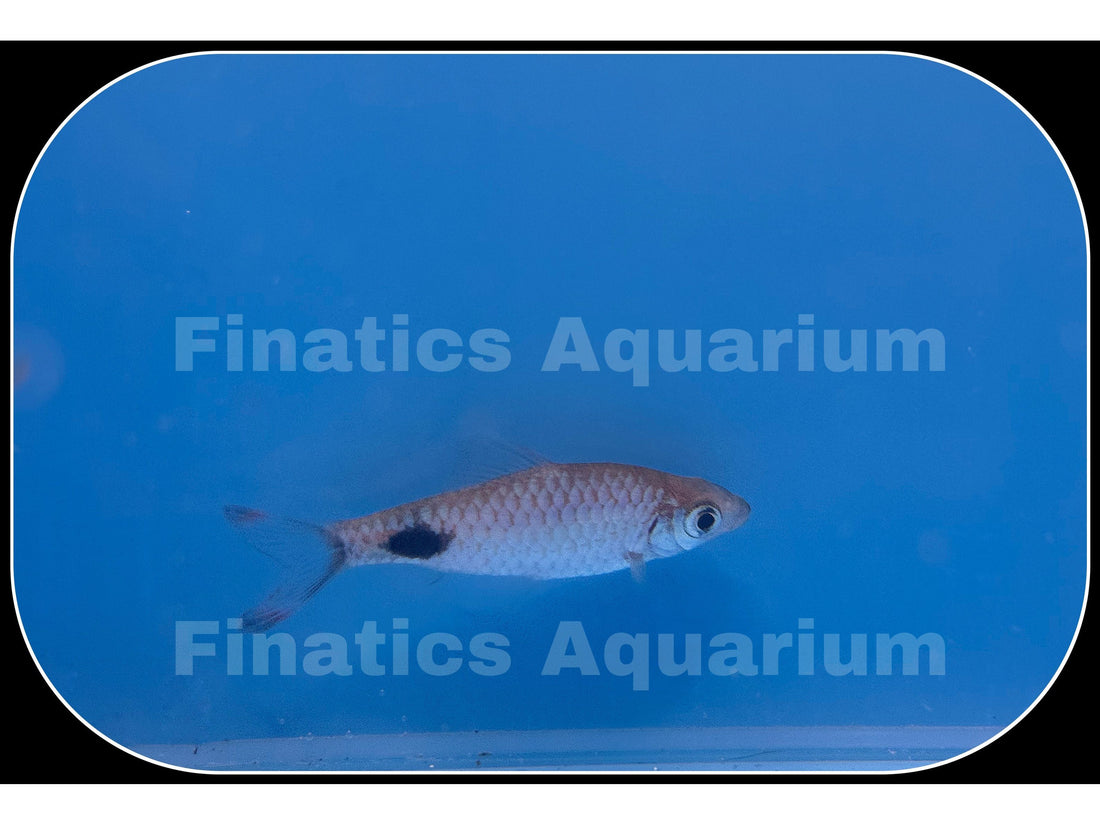 Mascara Barb Freshwater Fish Finatics Aquarium