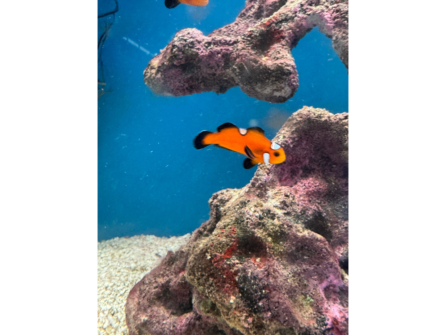 Orange Domino Clownfish