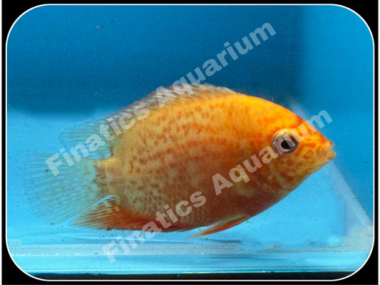 One Red Severum Approx 2.5-3"