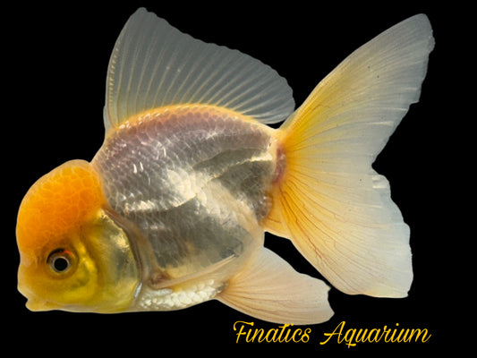 R2124 Thai Oranda Goldfish WYSWYG  (Item #R2124) Approx 2-3”