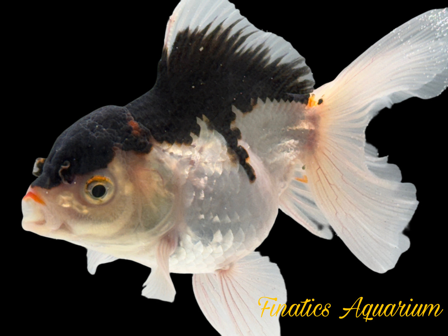 R2123 Thai Oranda Goldfish WYSWYG  (Item #R2123) Approx 2-3”