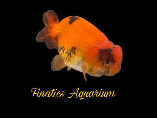 One Thai Lionchu Ranchu Goldfish Approx 4-5” WYSWYG R1001