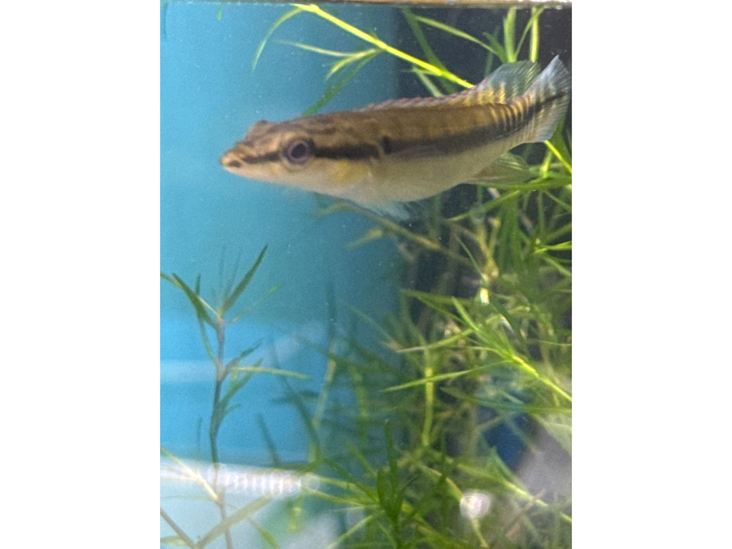 Zebrina Pike Cichlid Approx 3" T243