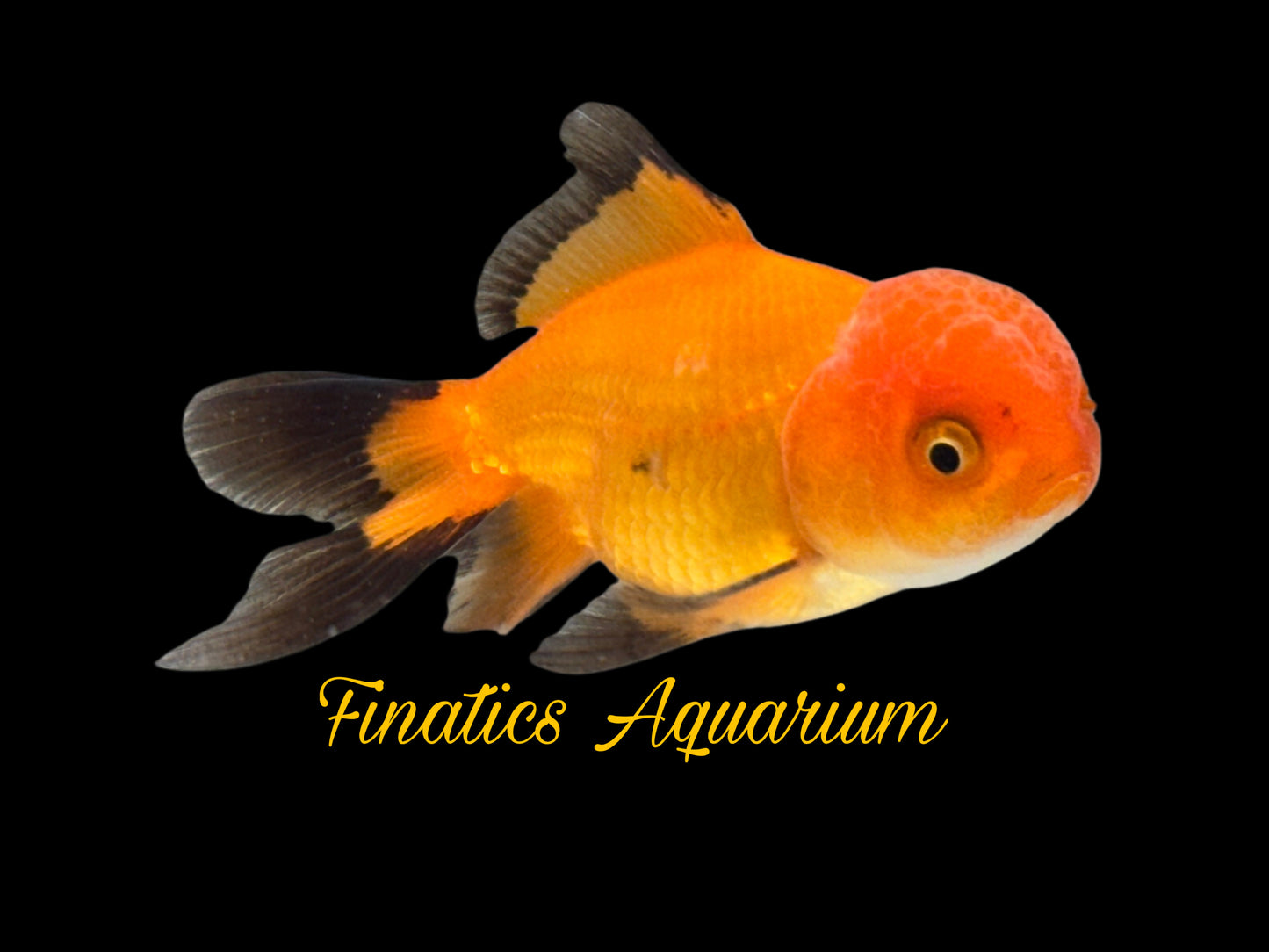 One Oranda Goldfish Approx 2-3”  WYSWYG  r2025