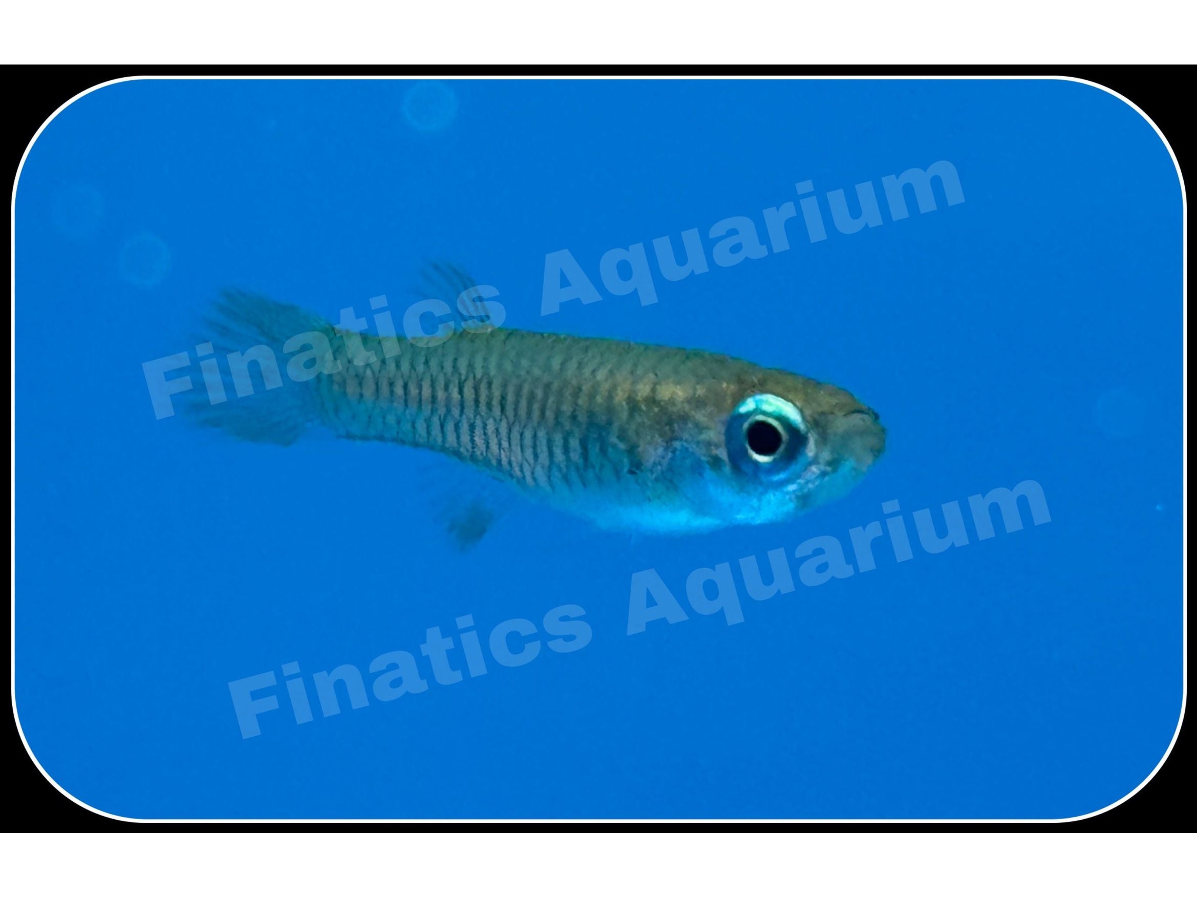 One Normani Lampeye Killifish (T36) Finatics Aquarium