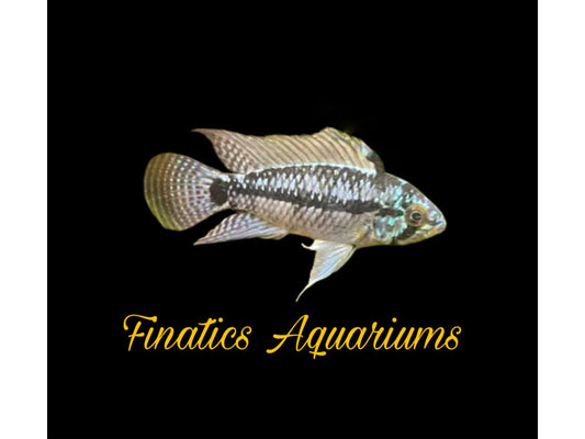 Apistogramma Borelli Steel Blue Dwarf Cichlid Not Sexed Approx 1" (T356)