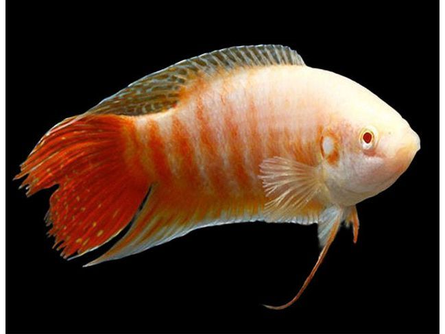 One Albino Paradise Fish