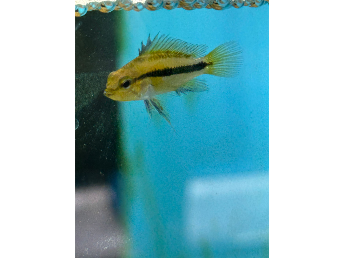 One Apistogramma Trifasciata Approx 1-1.5" T254