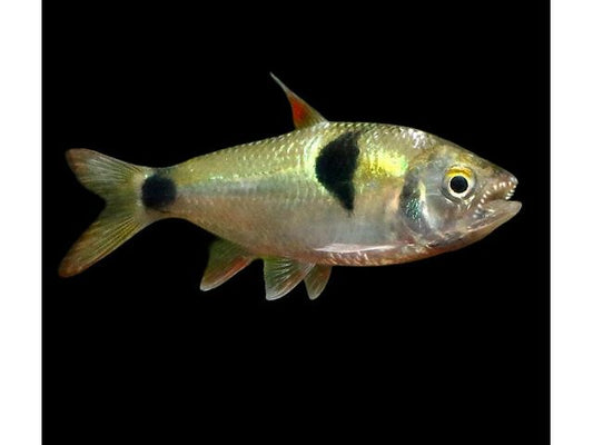 One Bucktooth Tetra