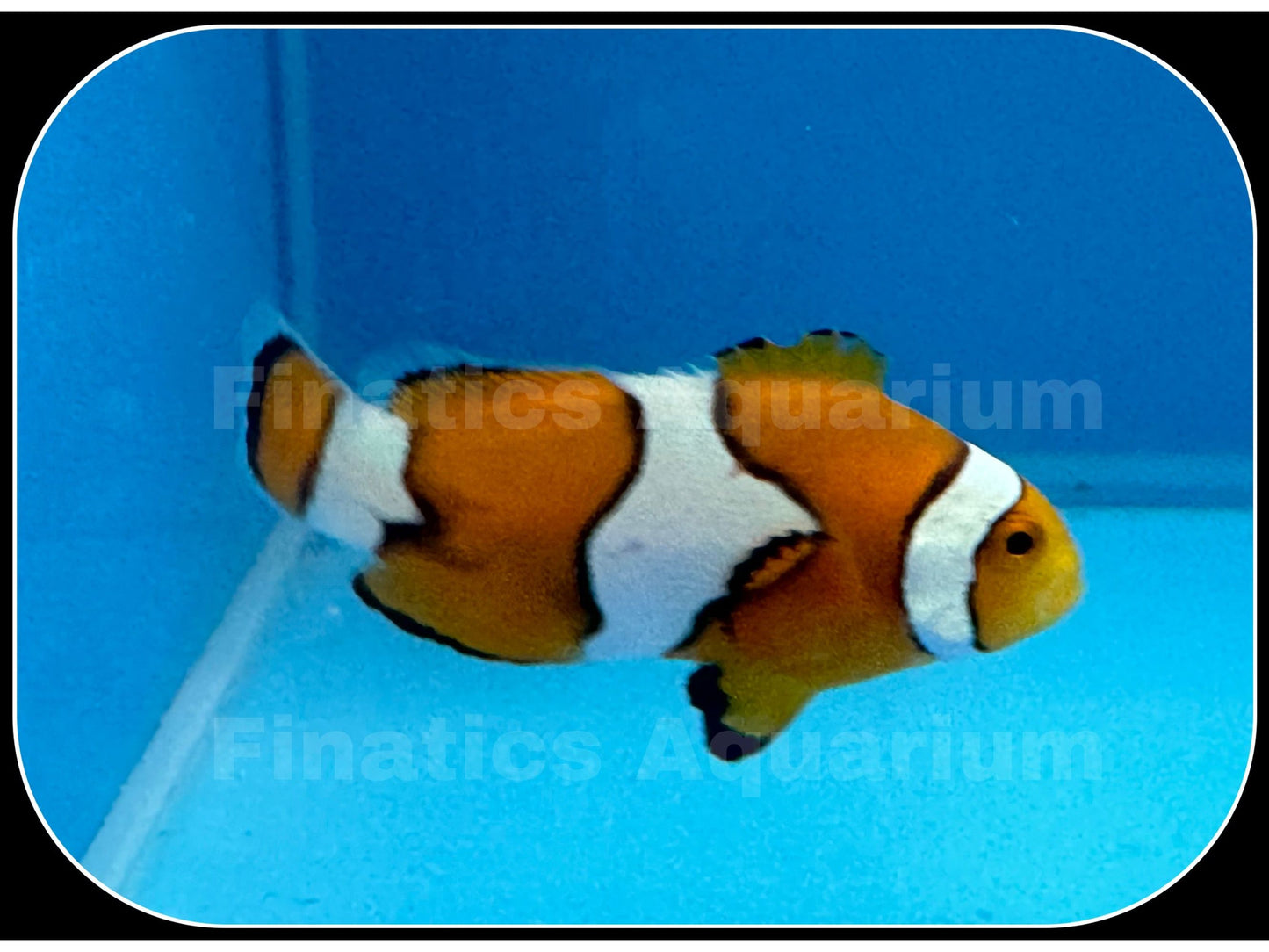 One Designer Percula Clownfish  Saltwater A67/55