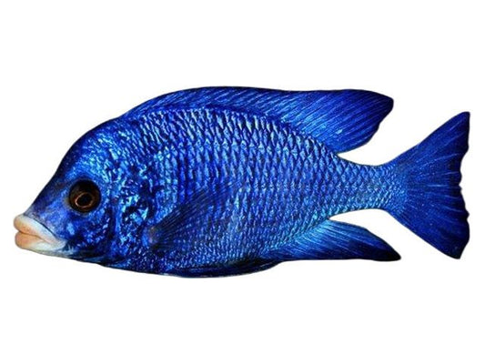 Placidochchromis Phenochromis Mduka White Lips Approx 2”