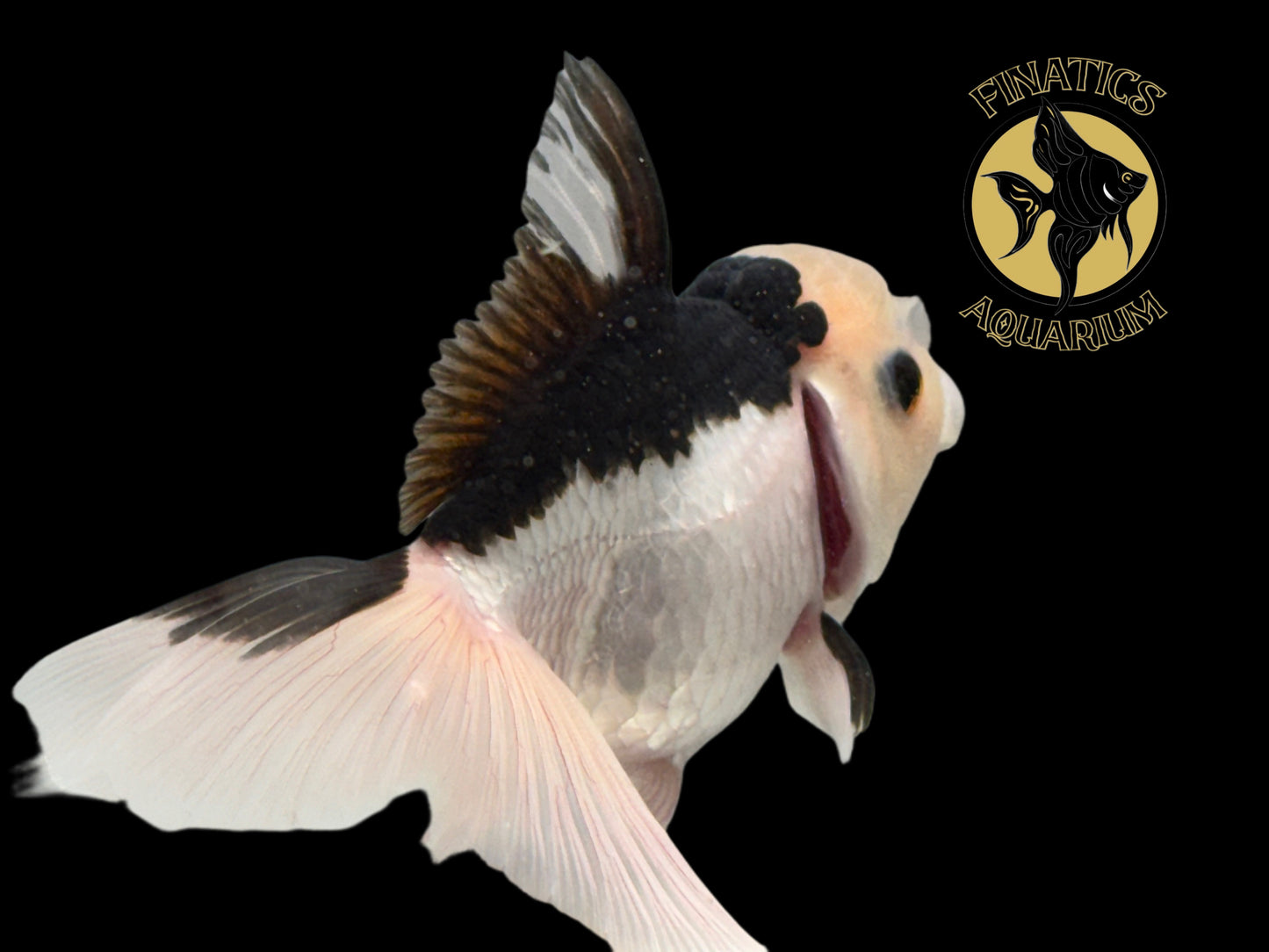 R2122 Thai Oranda Goldfish WYSWYG  (Item #R2122) Approx 2-3”