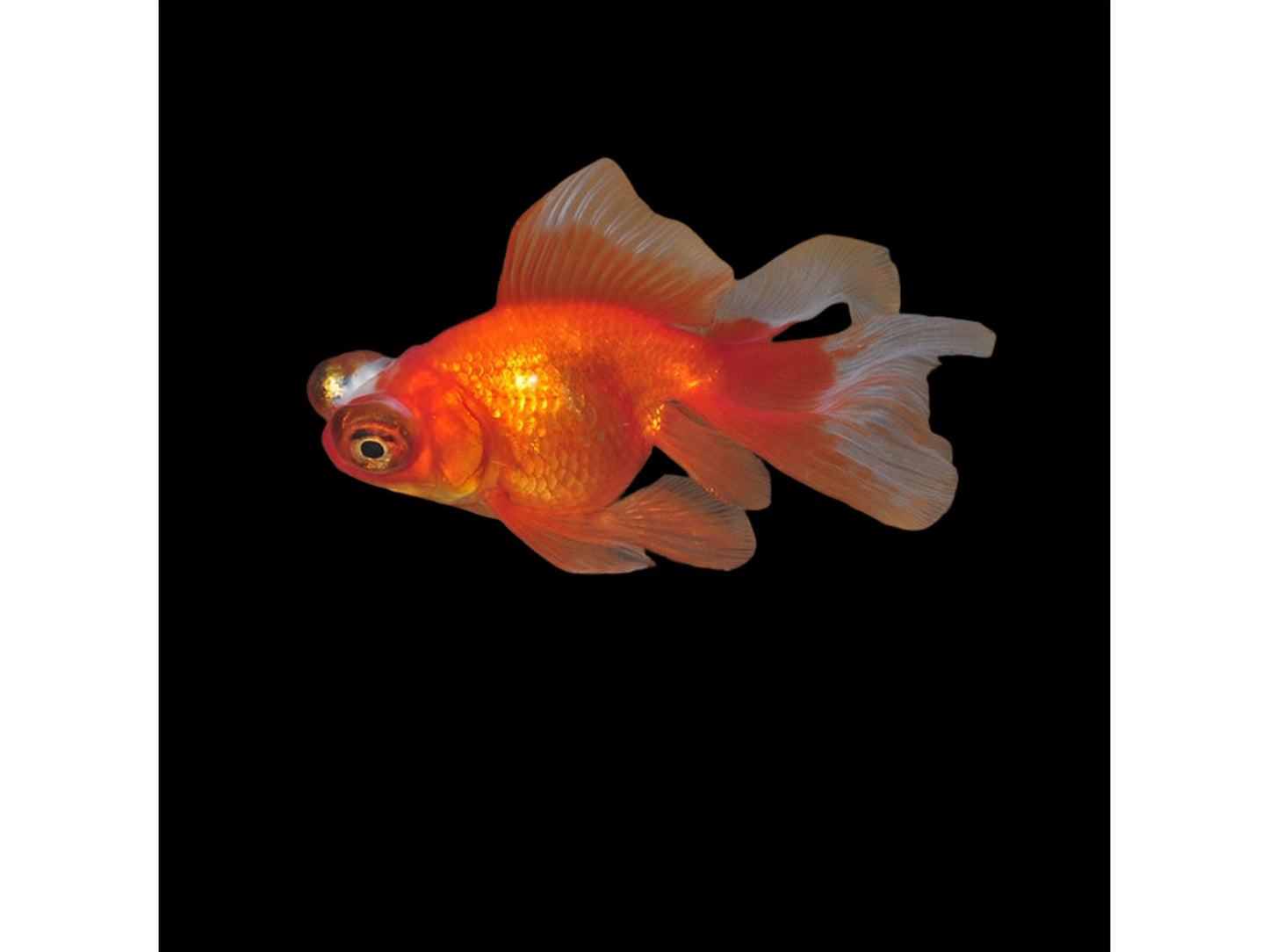 One Red Telescope Goldfish Approx 2”