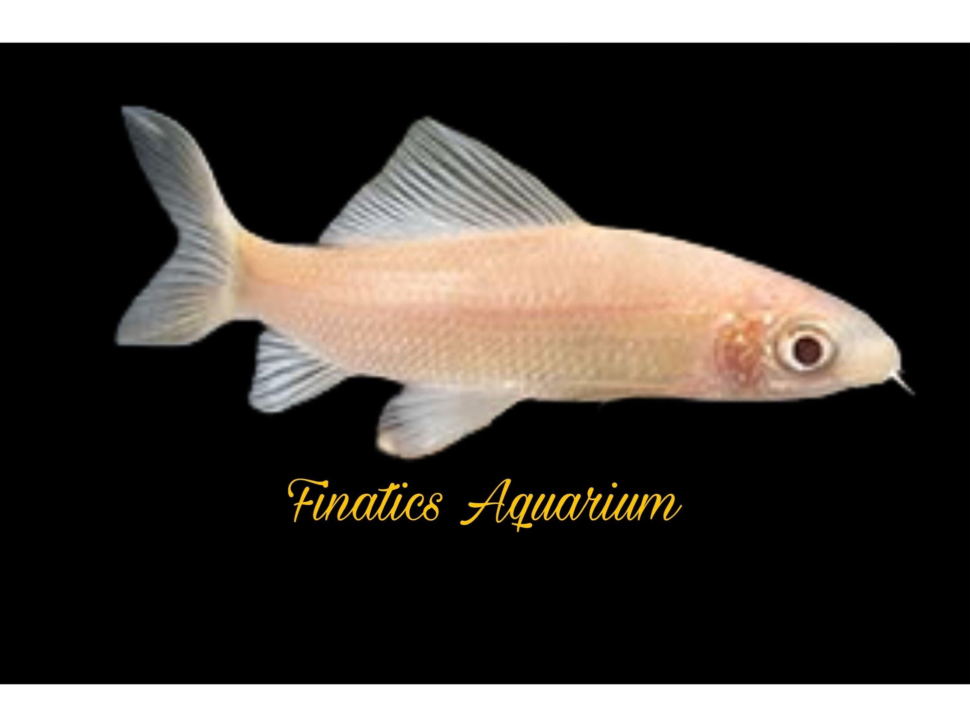 One Albino Black Shark-Fish Approx T212 – Finatics Aquarium