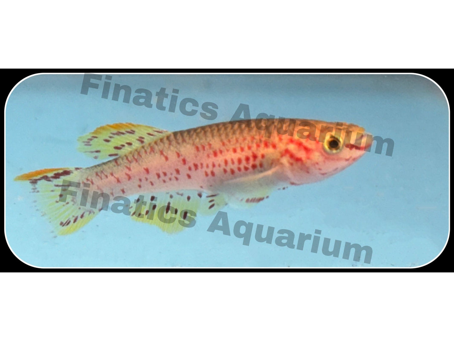 One Killifish Gardenini Yellow (T93)