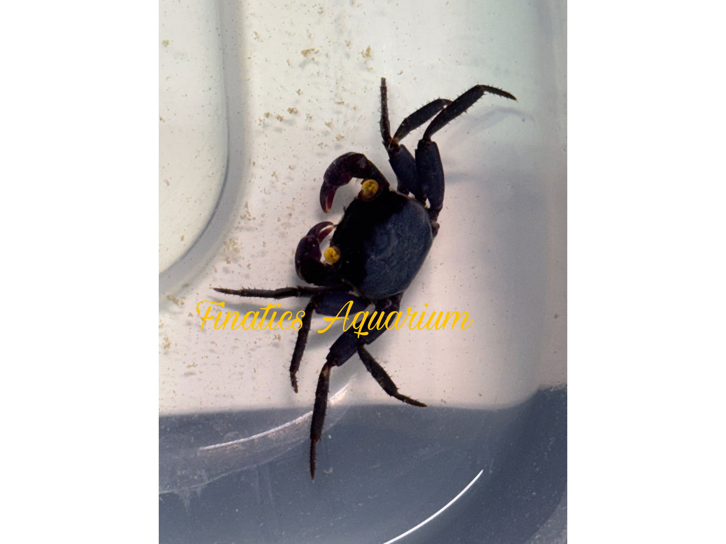 One Vampire Purple Crab Freshwater (Geosesarma)