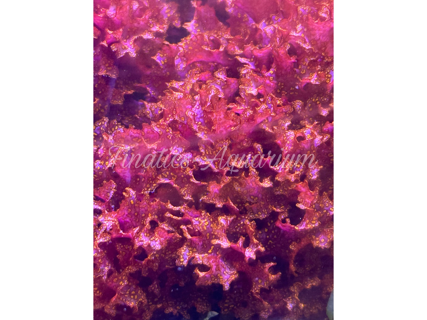 Reef Refugium Live Red Dragons Breath Macro Algae Saltwater