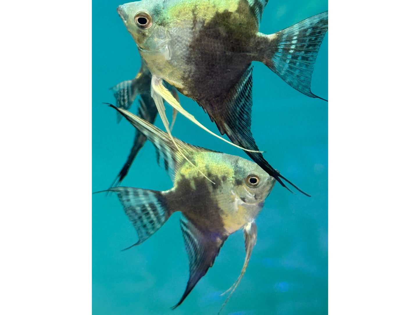 Avatar Blue Angelfish Approx 2-3”