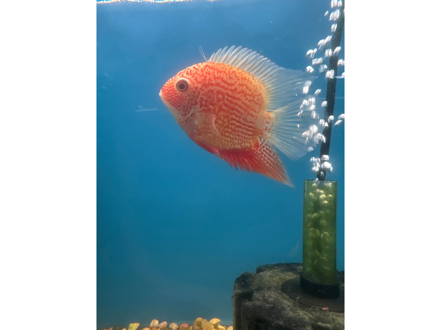 Severum Super Red Cichlid Approx 6"