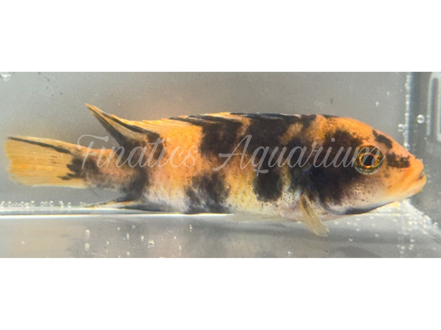 One Zebra Red Blotch Cichlid WYSWYG #1004