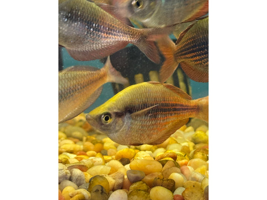 North New Guinea Rainbowfish