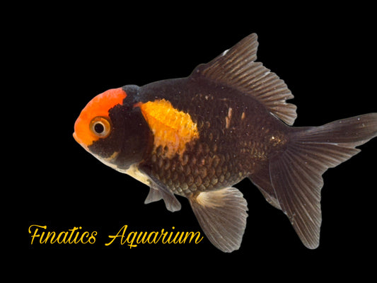 One Oranda Goldfish Approx 2-3”  WYSWYG  r2033