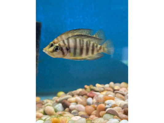 Golden Head Compressiceps Approx 2-2.5"