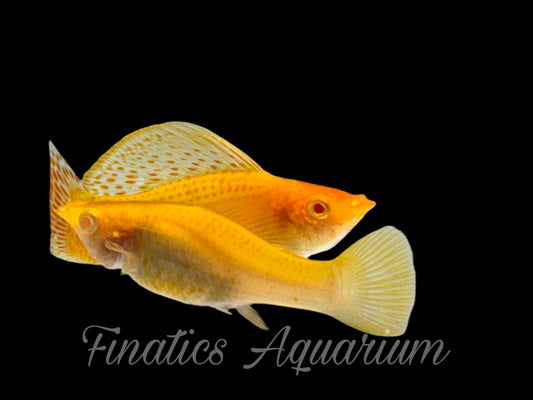 One Pair Male and Female Gold Sailfin Molly