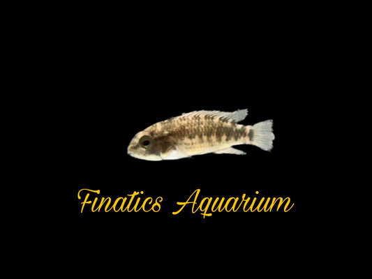 One Dwarf Macmasteri Cichlid Approx 1-1.25” T19