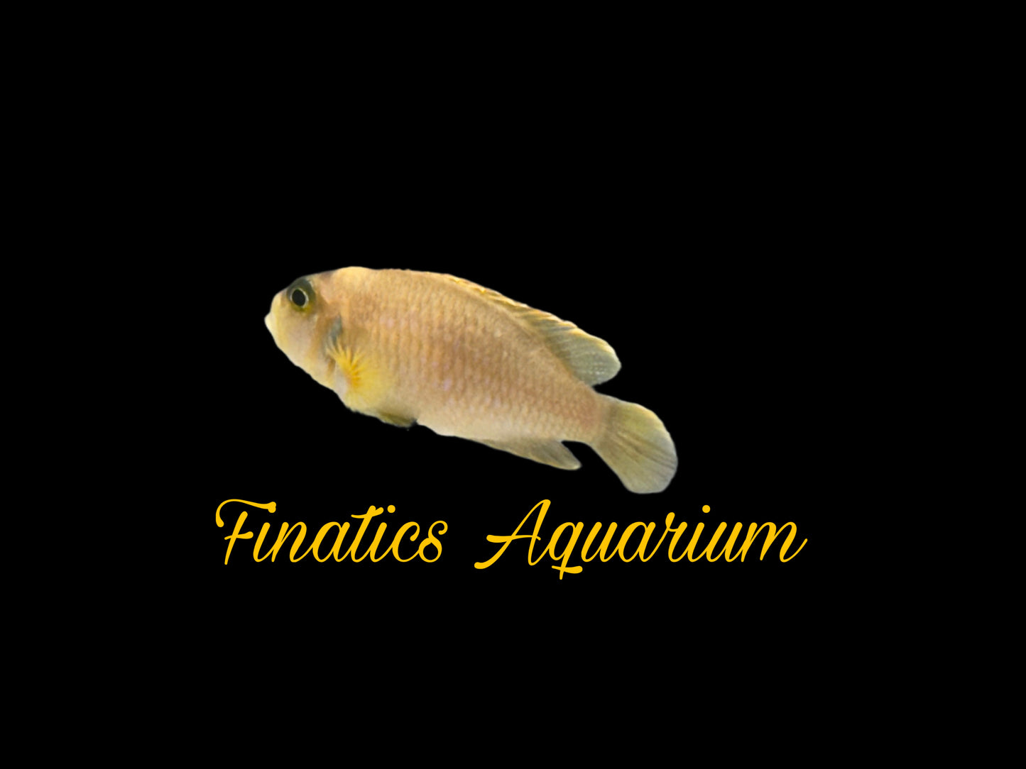 One Gold Lamprologus Ocellatus Shell Dweller